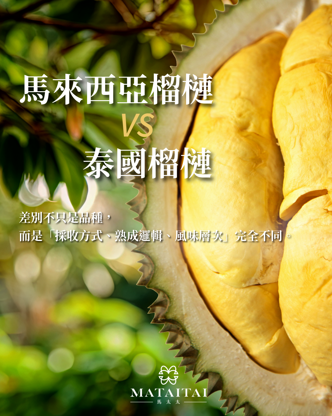 馬來西亞與泰國榴槤有何不同？品種、口感與價格全解析，馬太太教你怎麼挑！